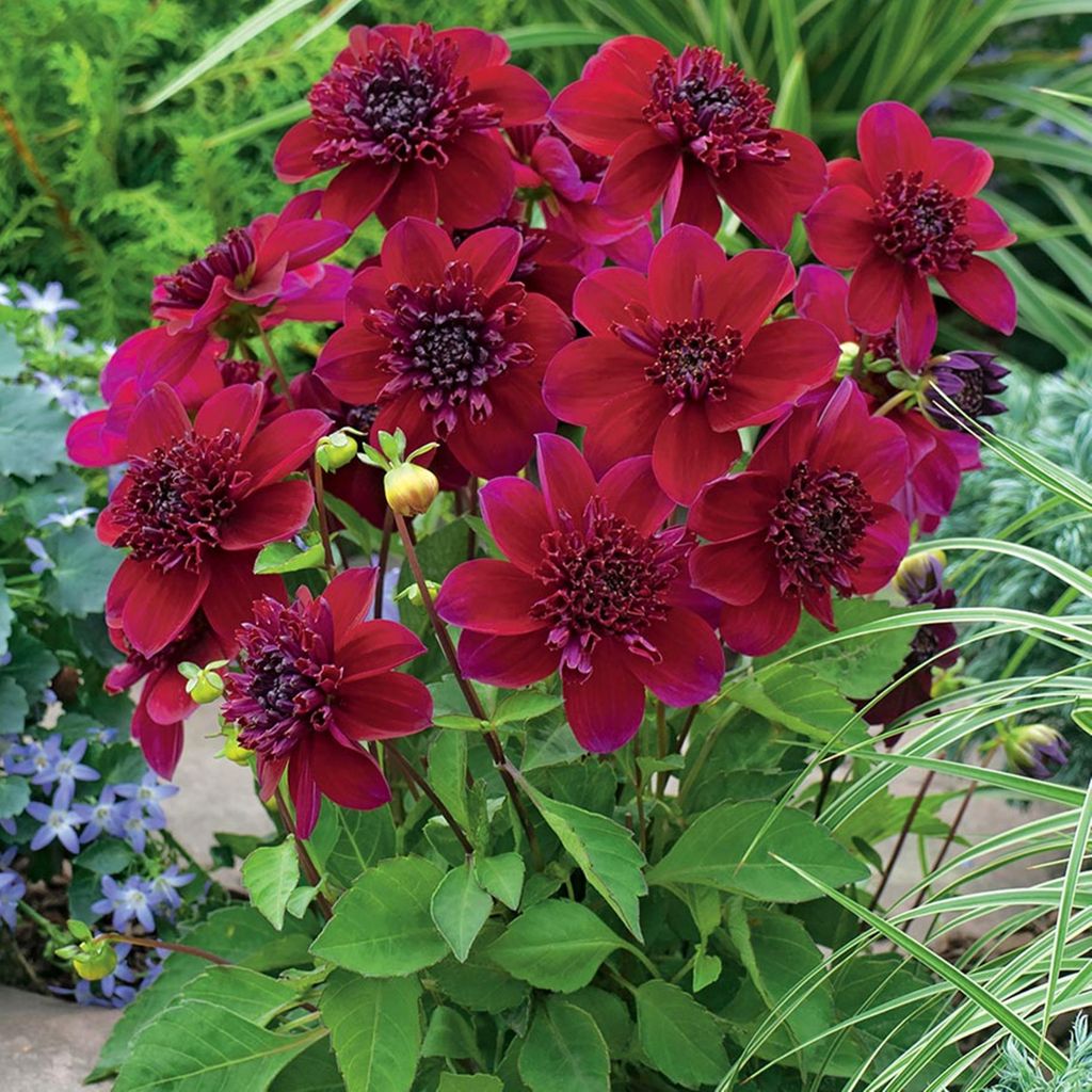 Dahlia Anémone Purpinca 1 pièce Dahlias plants de dahlias Image du produit 