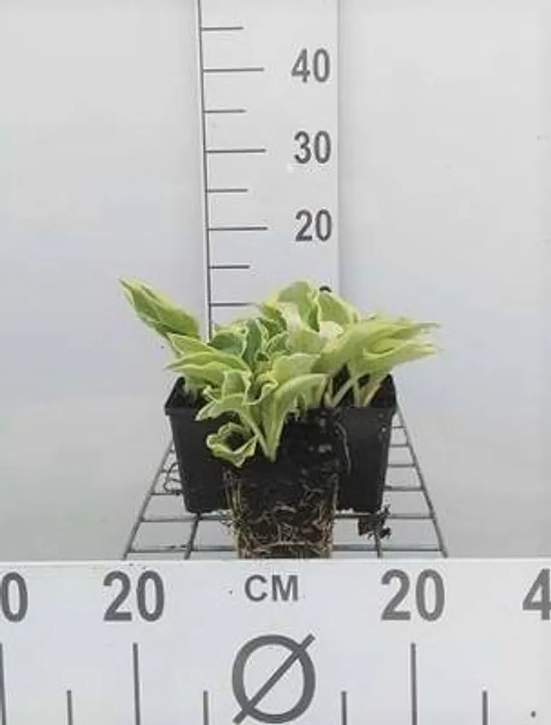 Plante vivace Hosta Wide Brim - Lot de 6 godets de 9cm pour l'ombre