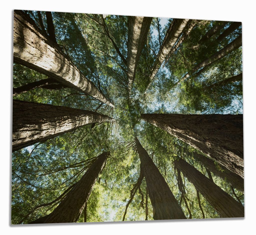 Wallario Herdabdeckplatte aus Glas, Größe 60 x 52 cm 1-teilig, Motiv Mamutbäume von unten betrachtet