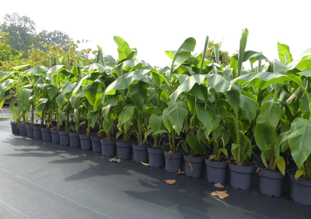 2x Bananenstaude Musa Basjoo 100 - 120 cm winterhart Staude Produktbild 