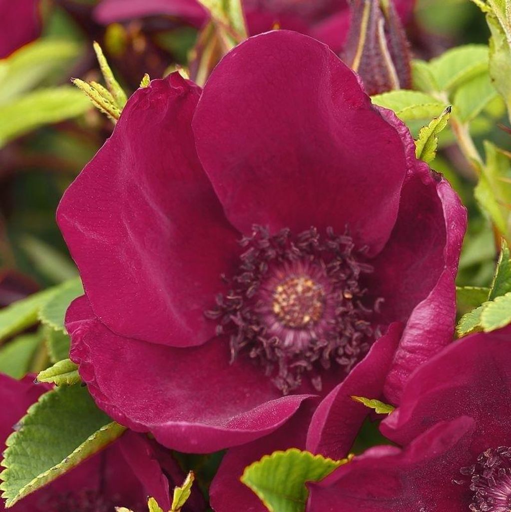 NEU - Bodendeckerrose Strandperle Norderney , Tantau, 2019 - Co. 5 L