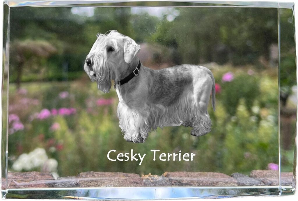 Tschechischer Terrier, Böhmischer Terrier, Český Teriér - Kristall mit einem Hundebild, Bild im Glas, moderne Ausstellung des Art-Dog-Bildes.