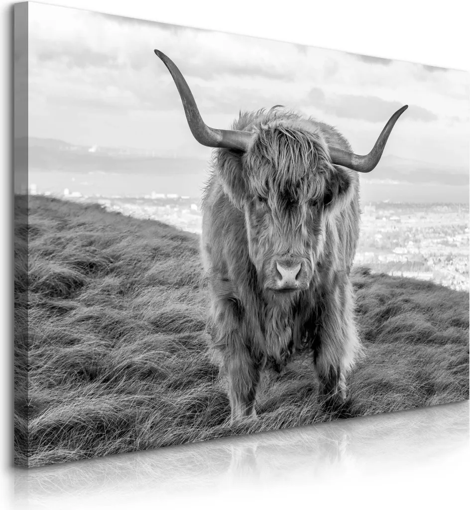 Muralo Scottish Cow 100x70 cm - Quadro Moderno Soggiorno Bianco Nero