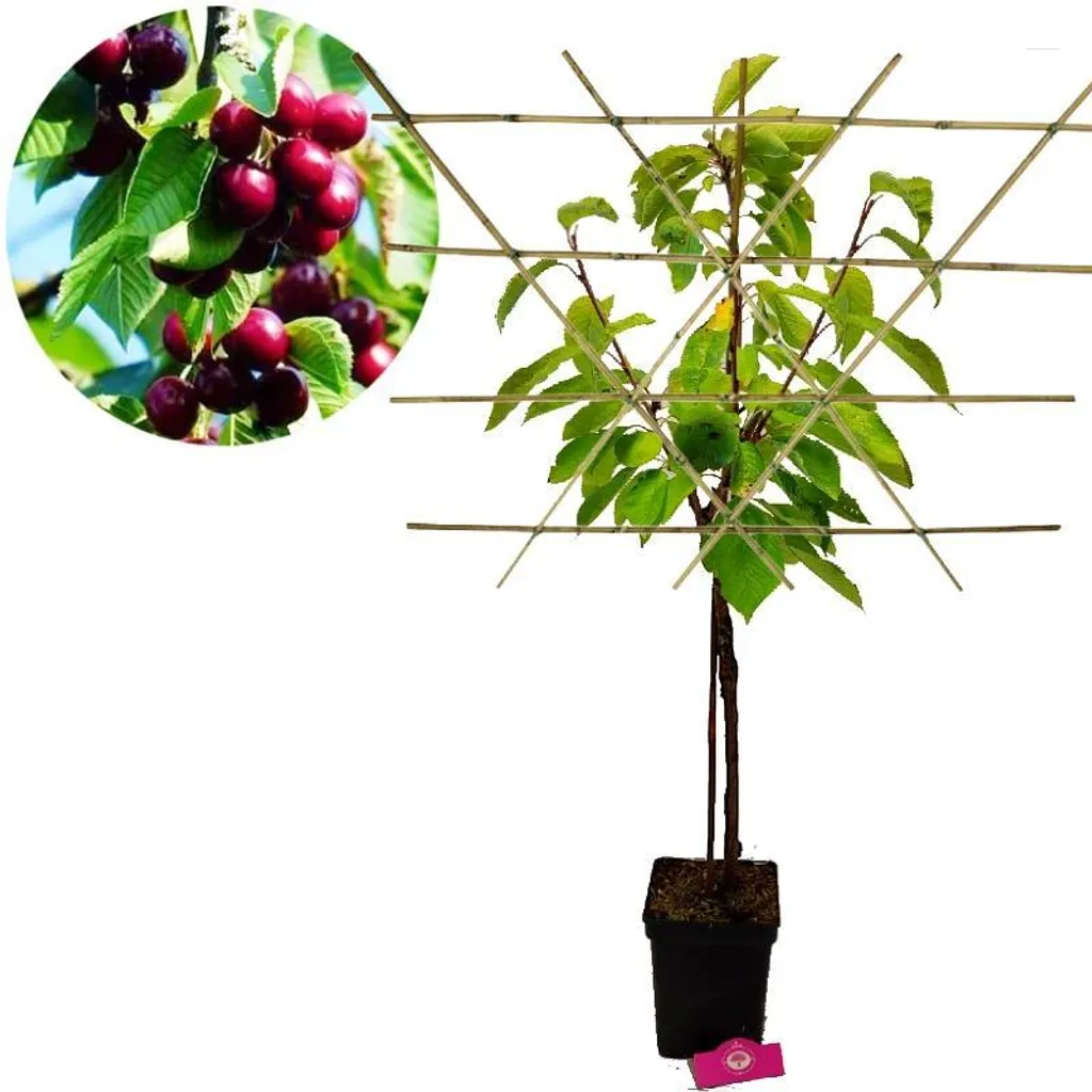 Prunus avium Kordia Cerisier en espalier pot 5L - Arbre fruitier premium