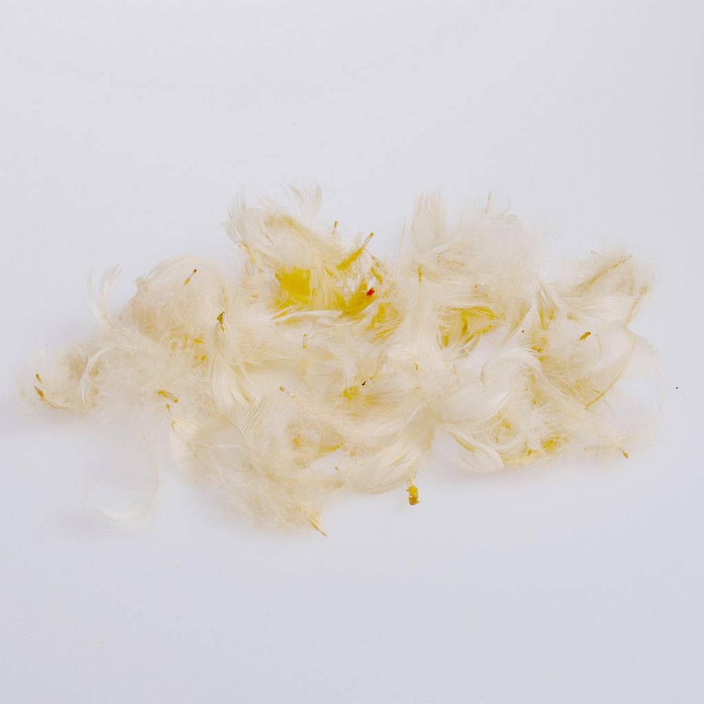 Babyfedern - Flaumfedern - creme - ca. 270 Stück - 1 VE = 1 Box mit 5gr - 71200