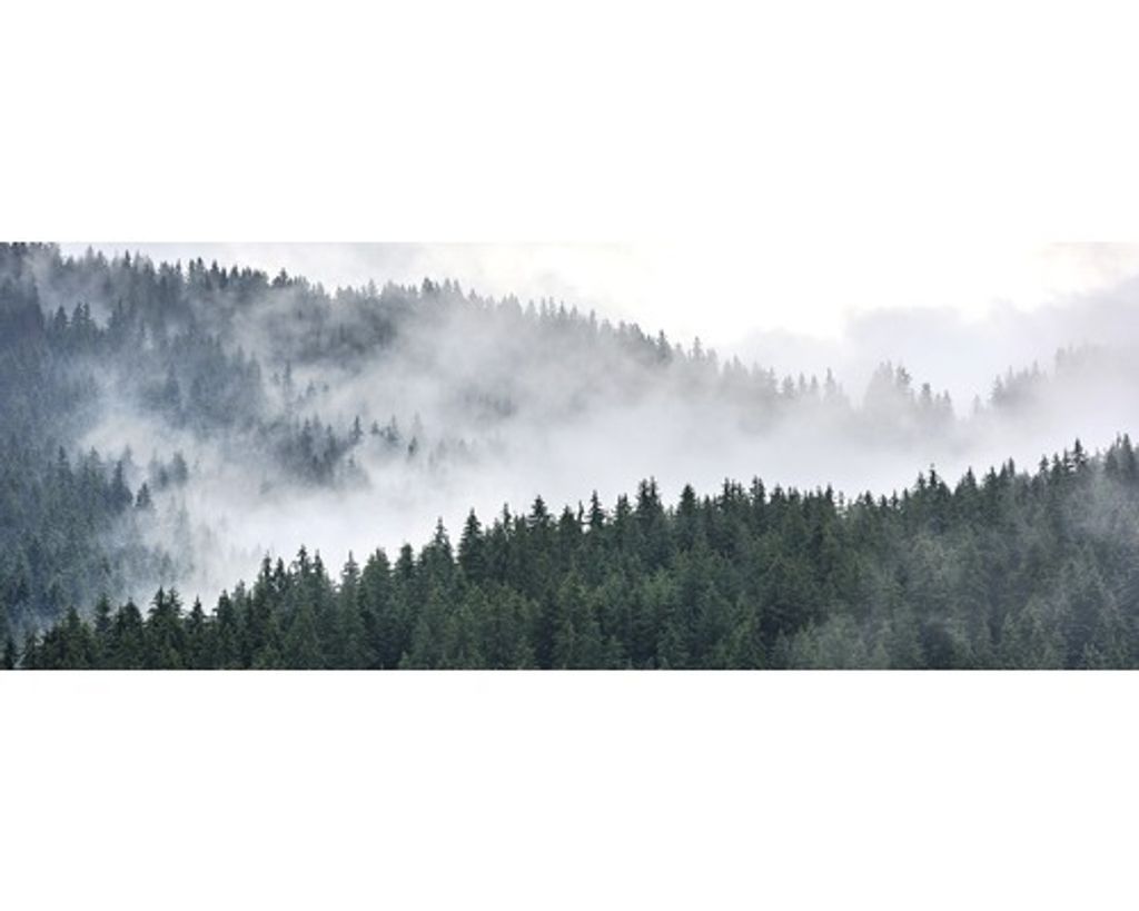 Glasbild Forest feeling III 80x30 cm