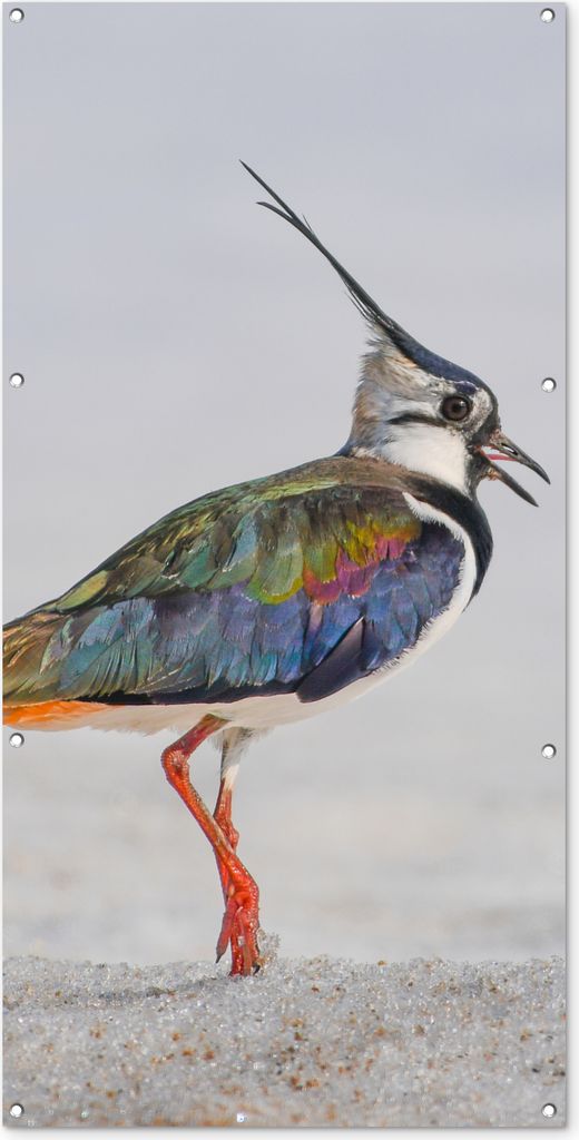 MuchoWow 80x160 cm Outdoor-Poster Gartendeko Sichtschutz Garten Poster für den Garten Vogel - Tiere - Sand - Kiebitz