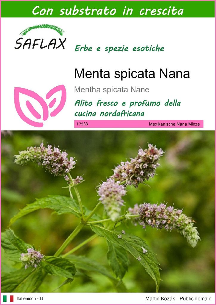 SAFLAX  - Menta spicata Nana - 500 semi - Con substrato - Immagine del prodotto 