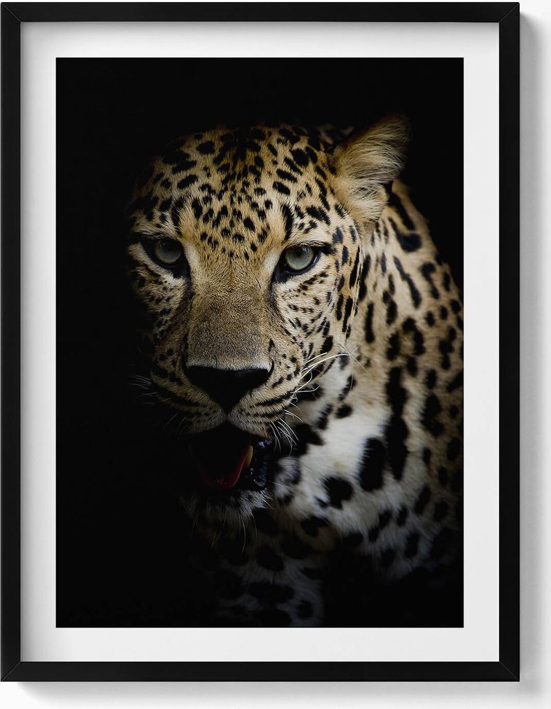 Wilde Tigerkatze in Schwarz– Wandbild mit Rahmen – Gerahmtes Bild – Wanddekoration – 60x80 cm – Schwarz Rahmen