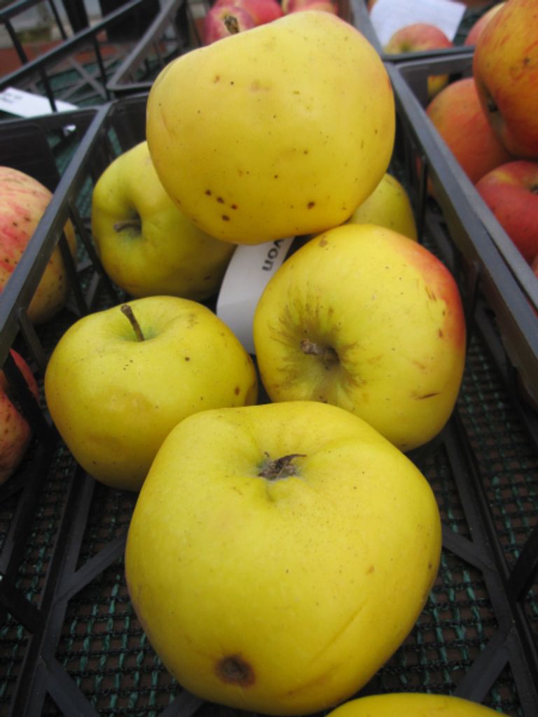 Malus Minister von Hammerstein - Winterapfel - 120 cm Stamm
