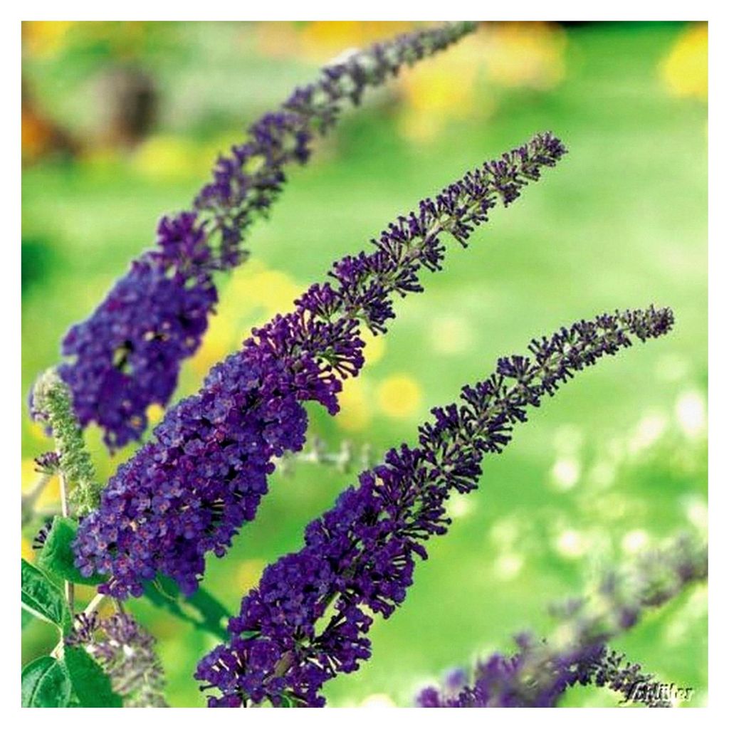 Schmetterlingsflieder Empire Blue - Sommerflieder (Buddleja) Pflanze in blau, lila, halbschattig und winterhart