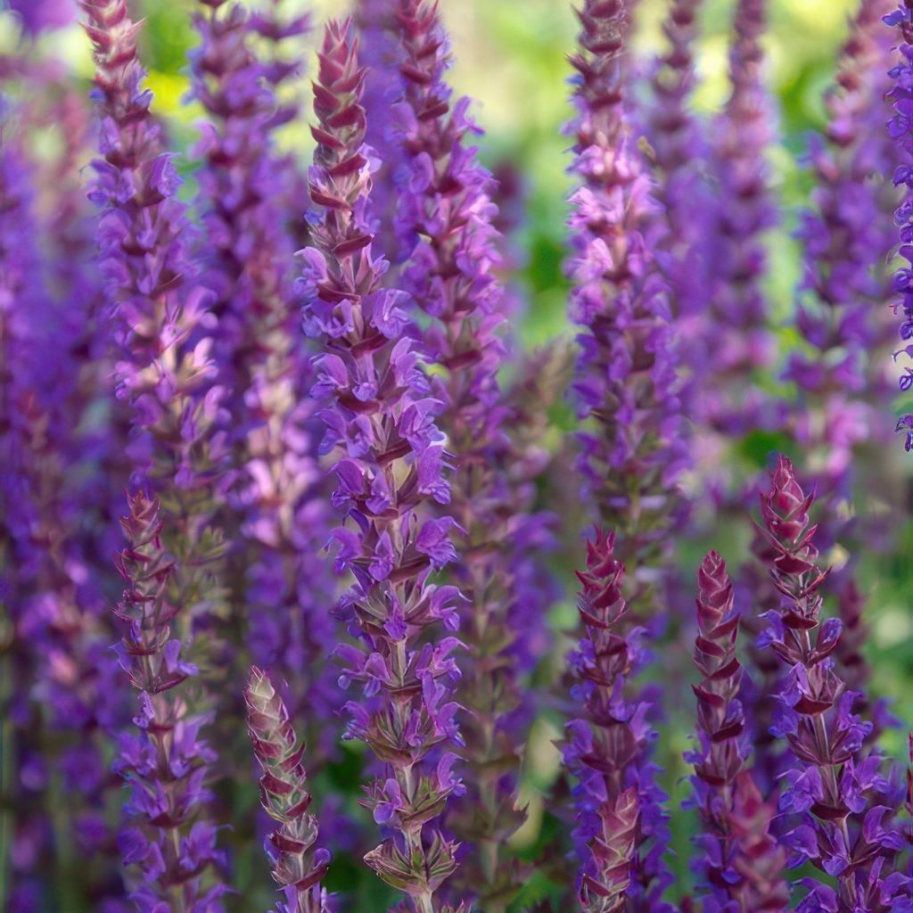 Salvia nemorosa ‘Ostfriesland’ – 48 Pflanzen – 10-25cm – Ø9cm – Lila Blühstaude – Sonne – Pflegeleicht & Robust – Für Beete...