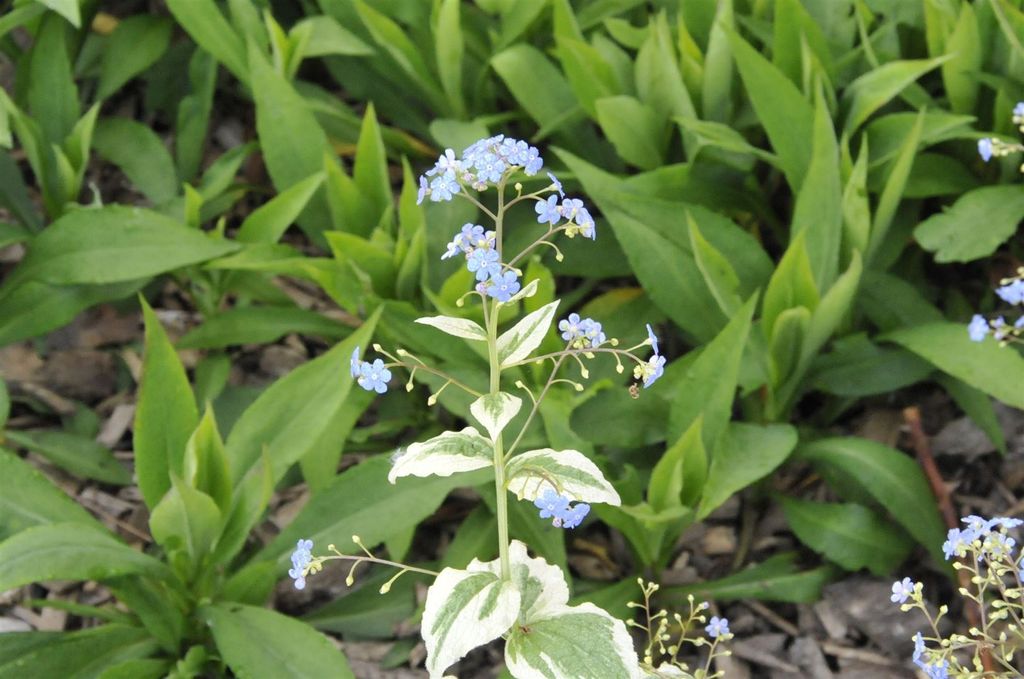 Brunnera macrophylla 'Variegata', Kaukasusvergissmeinnicht, ca. 11x11 cm Topf