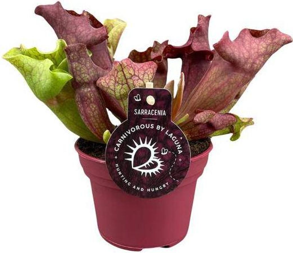 Roślina rurkowata Sarracenia Ø12 cm ↕20 cm Mięsożerna Zdjęcie produktu 
