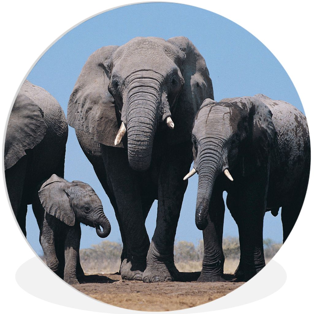 MuchoWow Rundes Wandbild - Runde Bilder Elefant - Prärie - Tiere - Natur Ø 30 cm Kreis Wanddekoration Kunststoff - Wandkreis - Wandschmuck - Sc...