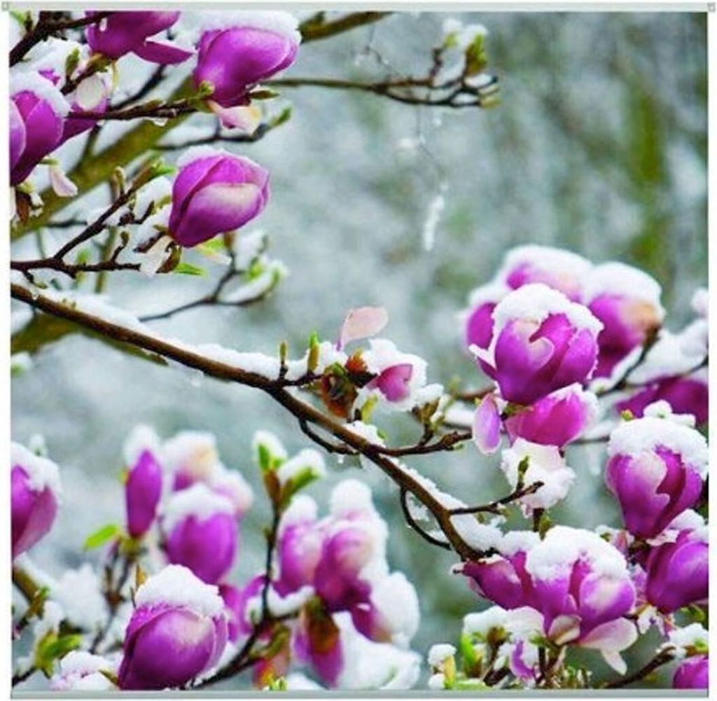Outdoor Textilposter Magnolien mit Schnee Poster aus Stoff ca 95 x 95 cm