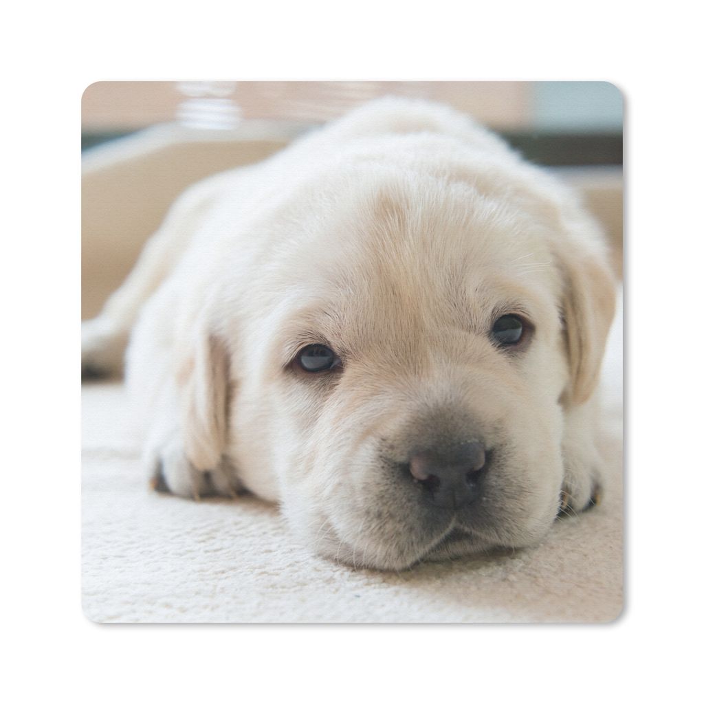 MuchoWow Mauspad Mousepad Eine Nahaufnahme eines müden Labrador-Welpen 20x20 cm - Mousepads - Maus Mat - Pad - Mausunterlage - Desk Mat - Bureau...