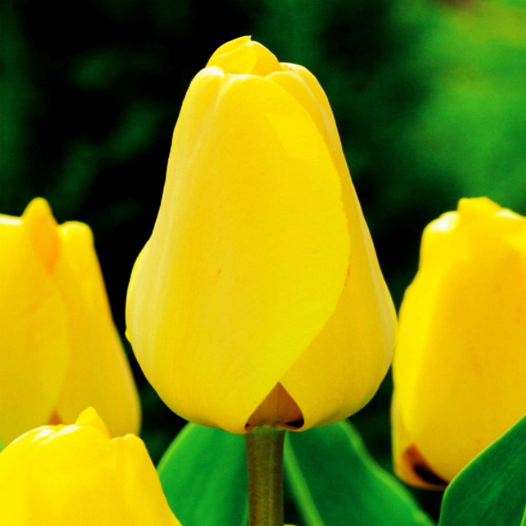 Tulipány Kvetinové cibuľky Cibuľky Kvety Tulipánové cibuľky Obrázok produktu 