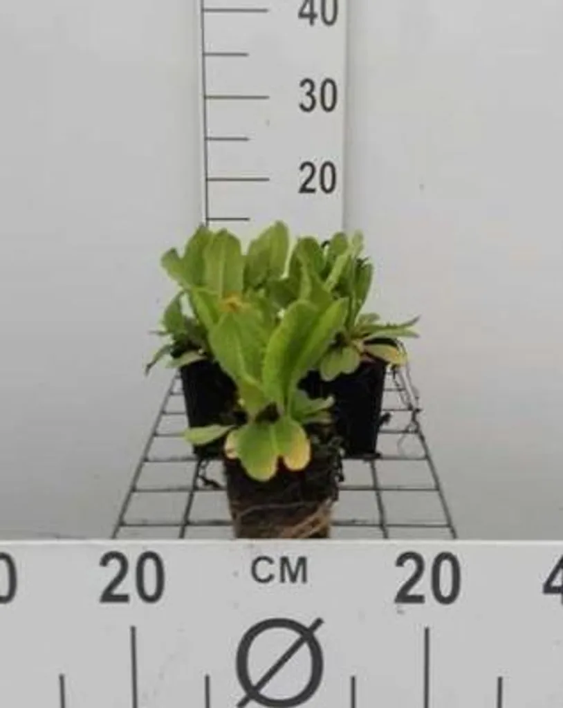 Fleurir un jardin humide avec 6 Primula denticulata Ruby en pot