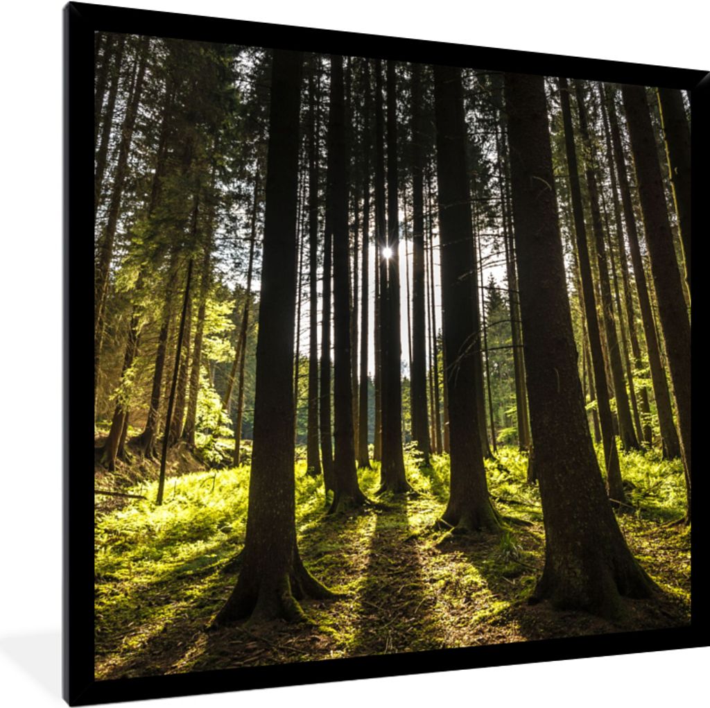 MuchoWow® Gerahmtes Poster Baum - Natur - Sonne - Wald Produktbild 