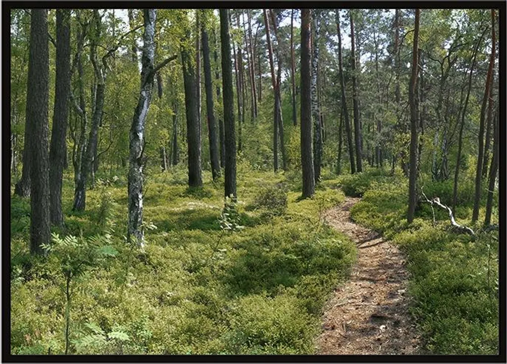 Fotografia d'Autore Foresta P1898 Incorniciata 53x73 cm - Alta Resa