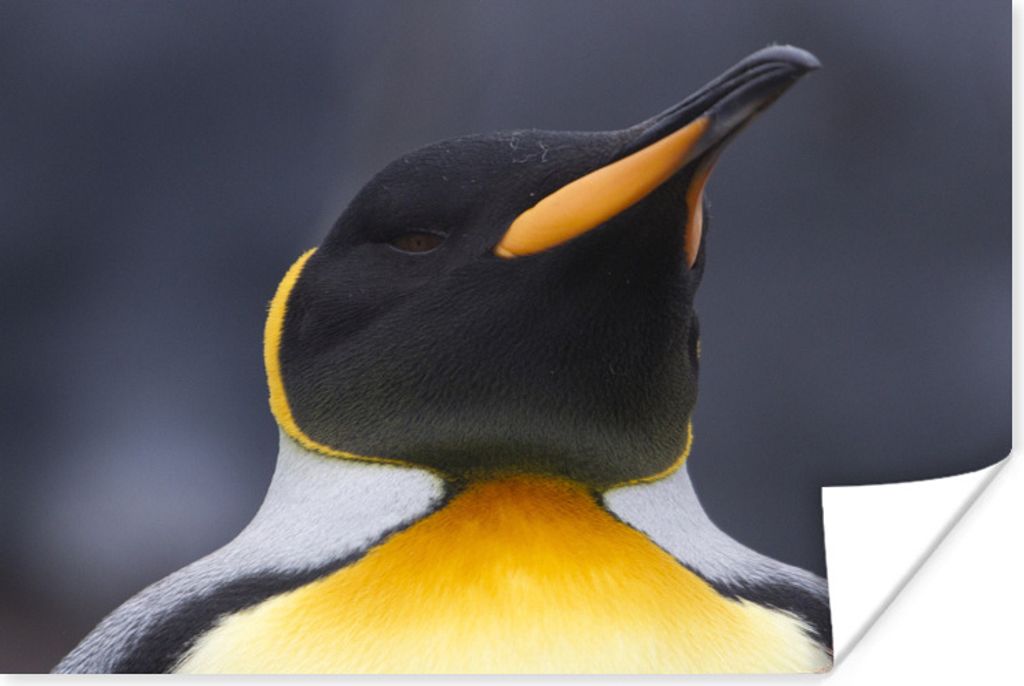 MuchoWow Poster Königspinguin-Porträt 80x60 cm - Kunst für zu Hause