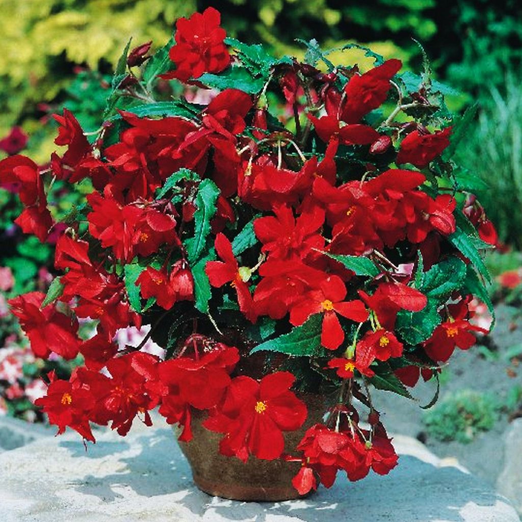 Bégonia retombant rouge Red 1 pièce bégonias plants plant Image du produit 