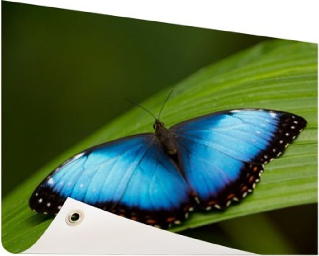 Gartenposter - 60x40 cm - Morpho Schmetterling auf Blatt - Modernes Wandbilder - Tierposter