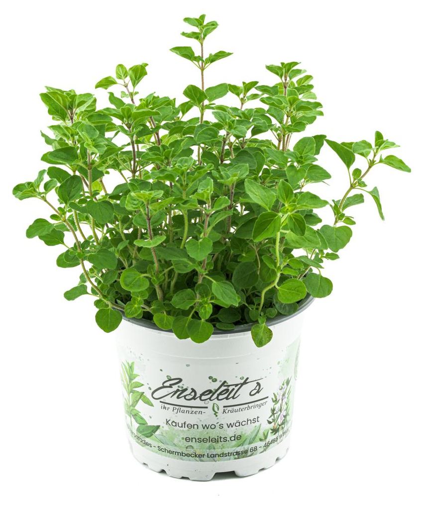 Enseleits Majoran Origanum majorana, Kräuter Pflanze Produktbild 