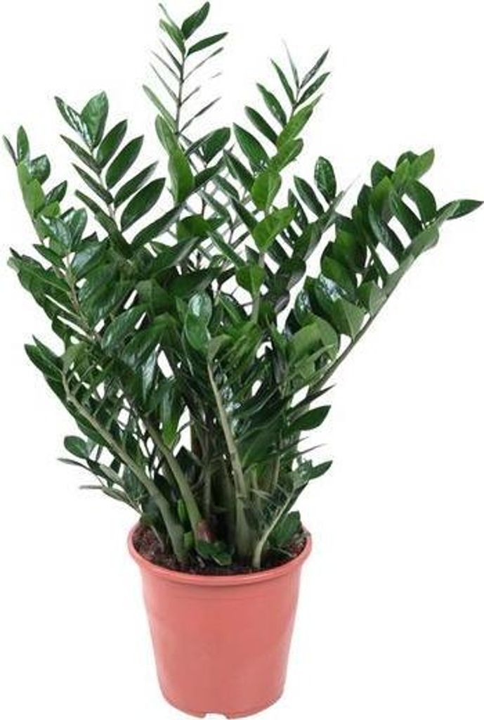 Glücksfeder Zamioculcas 100cm Ø21-24cm Zimmerpflanze groß pflegeleicht