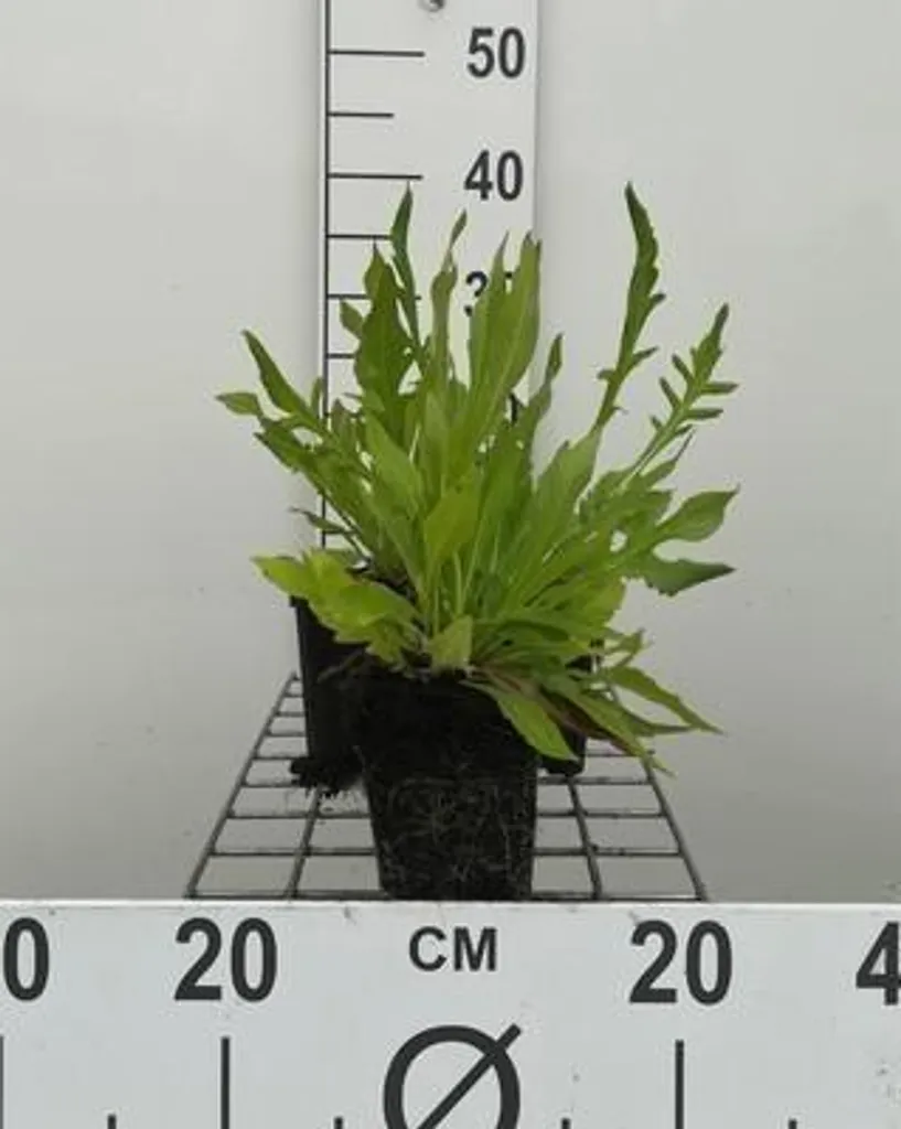 Lot de 6 Knautia macedonica Fleur de veuve Vivaces en pots de 9x9 cm