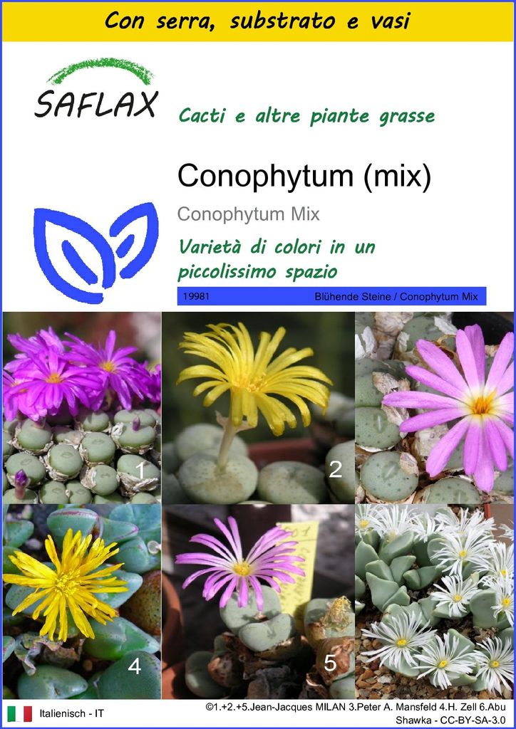 SAFLAX Insieme di coltivazione - Conophytum (mix) - 40 semi Immagine del prodotto 
