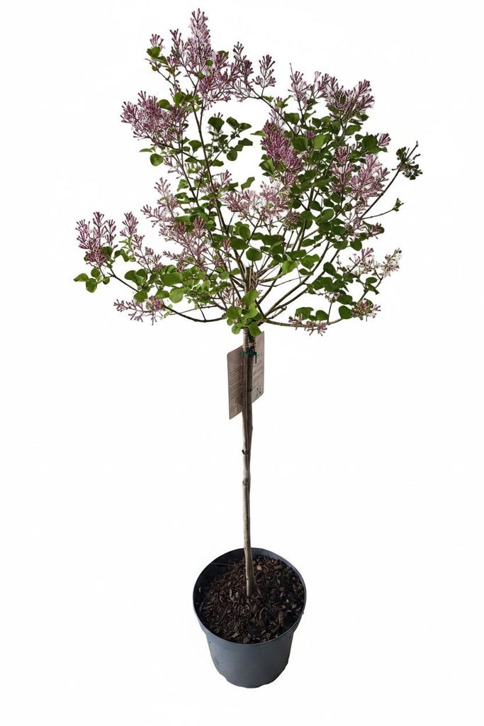 Zwerg Duft-Flieder Hochstamm - Duftflieder Syringa meyeri Palibin - Zierstamm duftend - 170-180 cm - Stammhöhe 120 cm