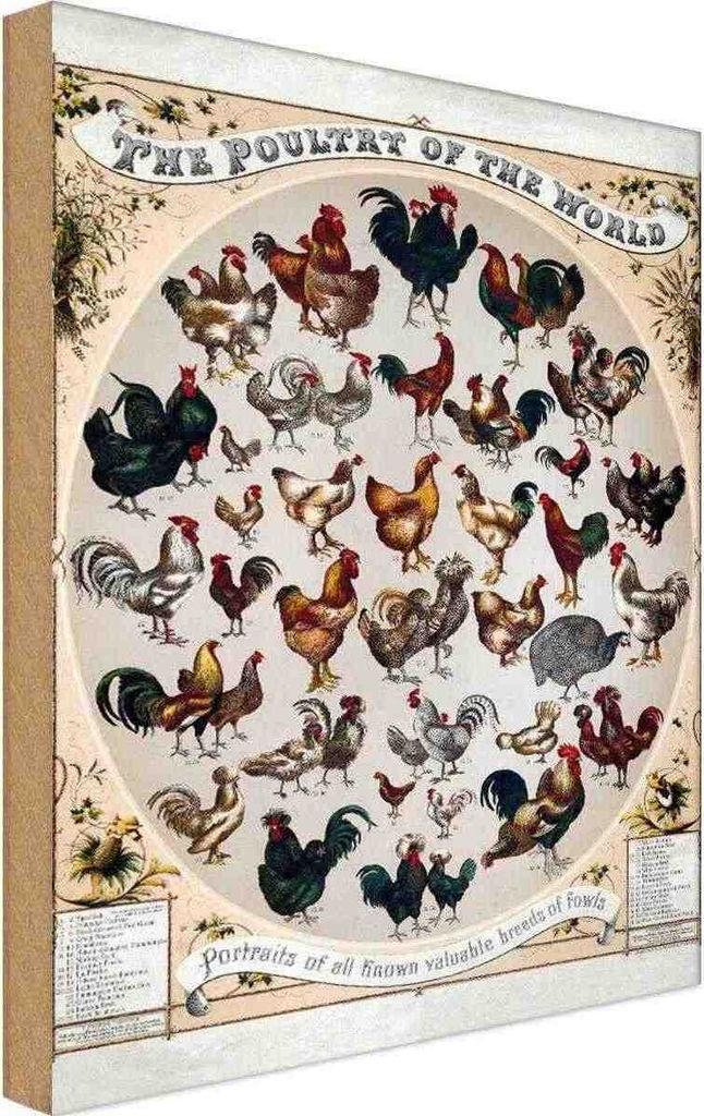 vianmo Holzschild 18x12 cm Geflügelart the poultry of worls Dekoration