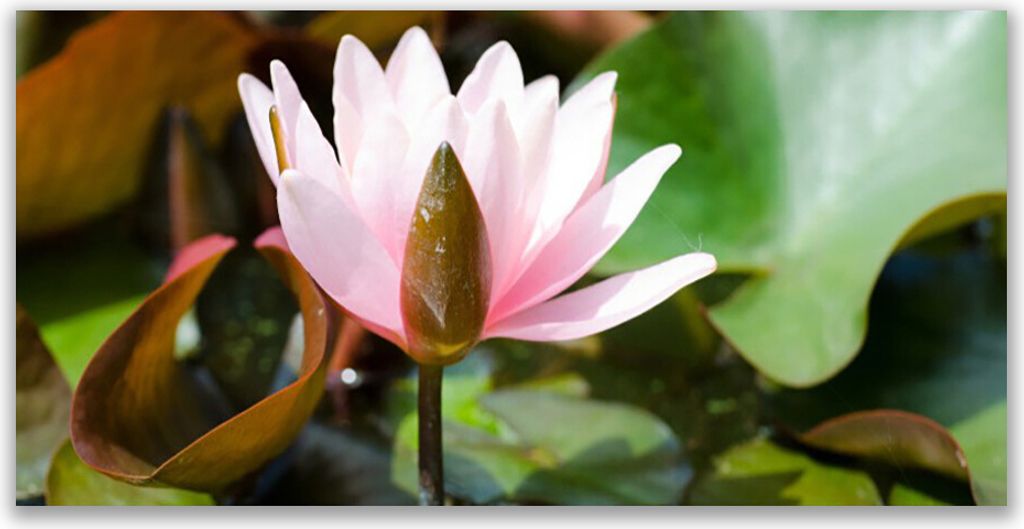 Glasbilder 140x70 Wandbild Druck auf Glas Blume Pflanzen