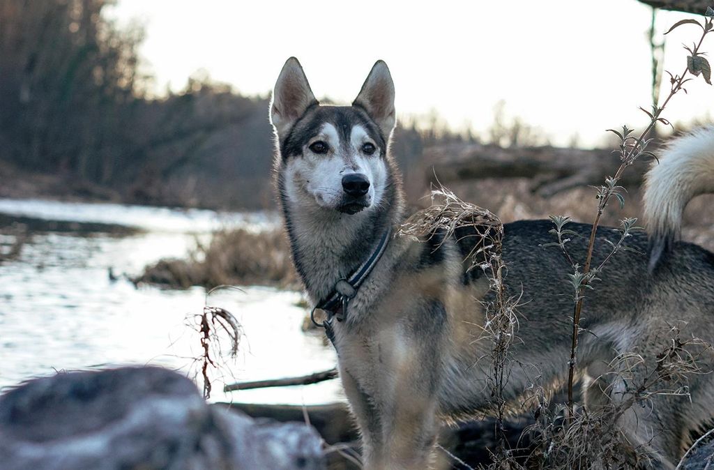 Jochen Schweizer Husky Tagesausflug Bettmaringen; Erlebnis verschenken oder selbst erleben; Gutschein gültig für 1 Person