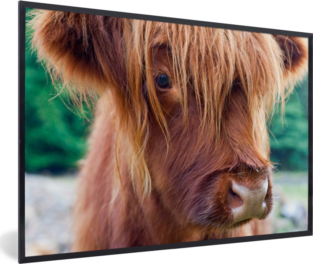 MuchoWow Gerahmtes Poster Schottischer Highlander - Licht - Makro 90x60 cm - Poster mit Schwarzem Bilderrahmen Wandposter Rahmen Foto Bilder - Fo...