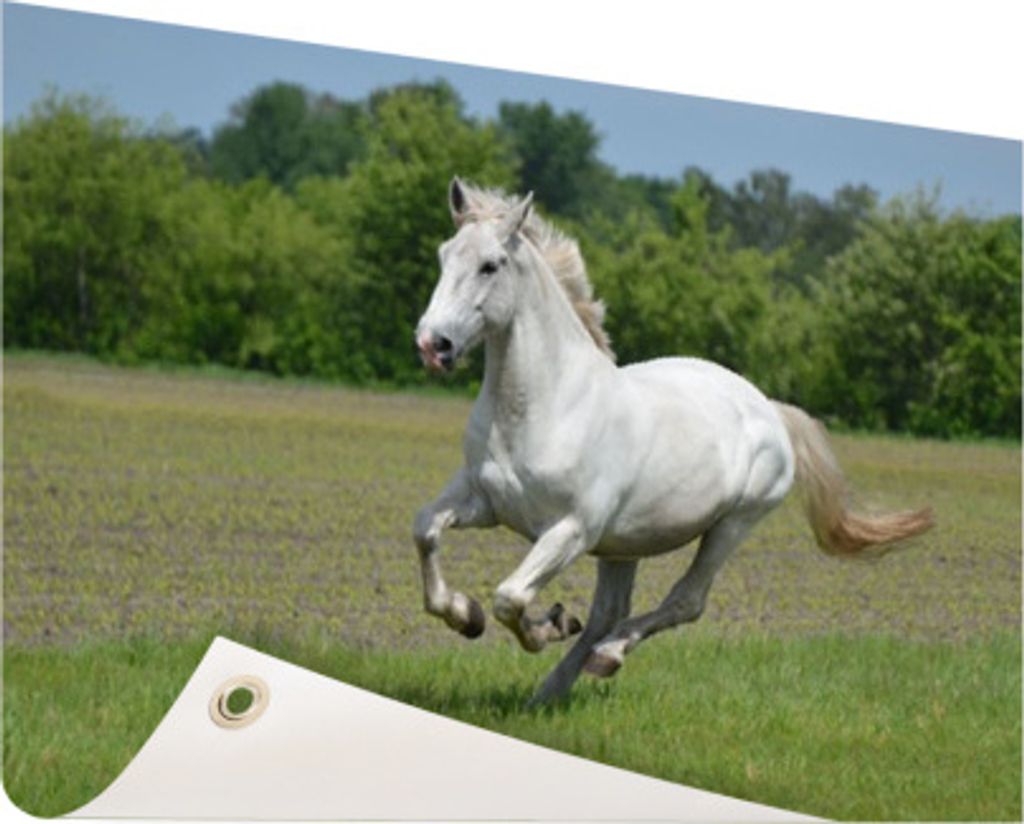 Gartenposter - 60x40 cm - Laufendes weißes Pferd - Modernes Wandbilder - NutzTierposter