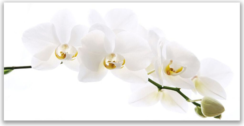 Tulup Leinwand-Bilder 120x60 Wandbild Canvas Kunstdruck Blumen Pflanzen