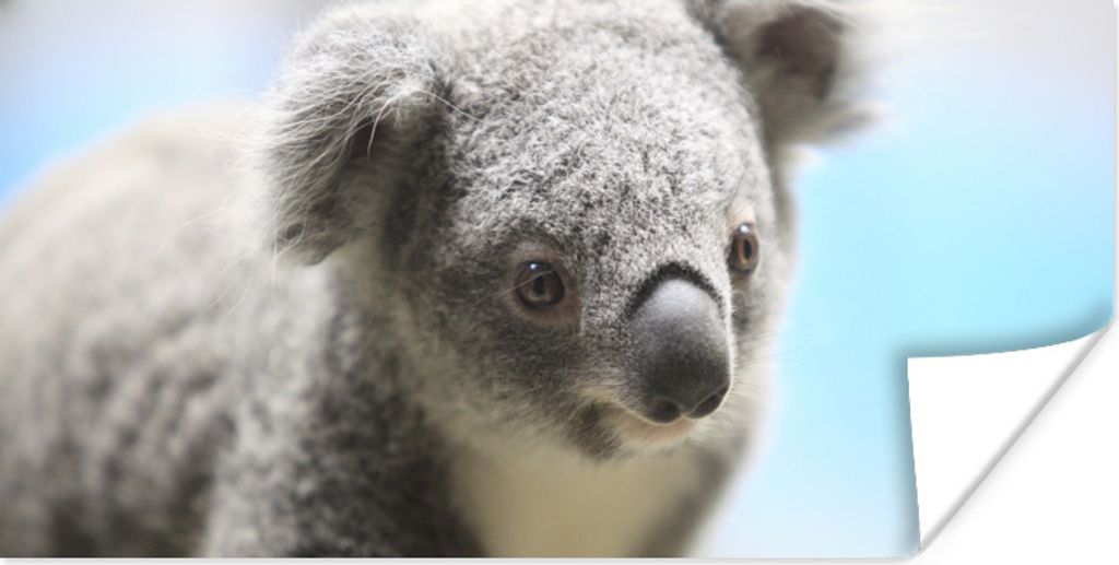 MuchoWow Poster Koala - Nahaufnahme - Tier - Kinder - Jungen - Mädchen 150x75 cm - ohne Rahmen