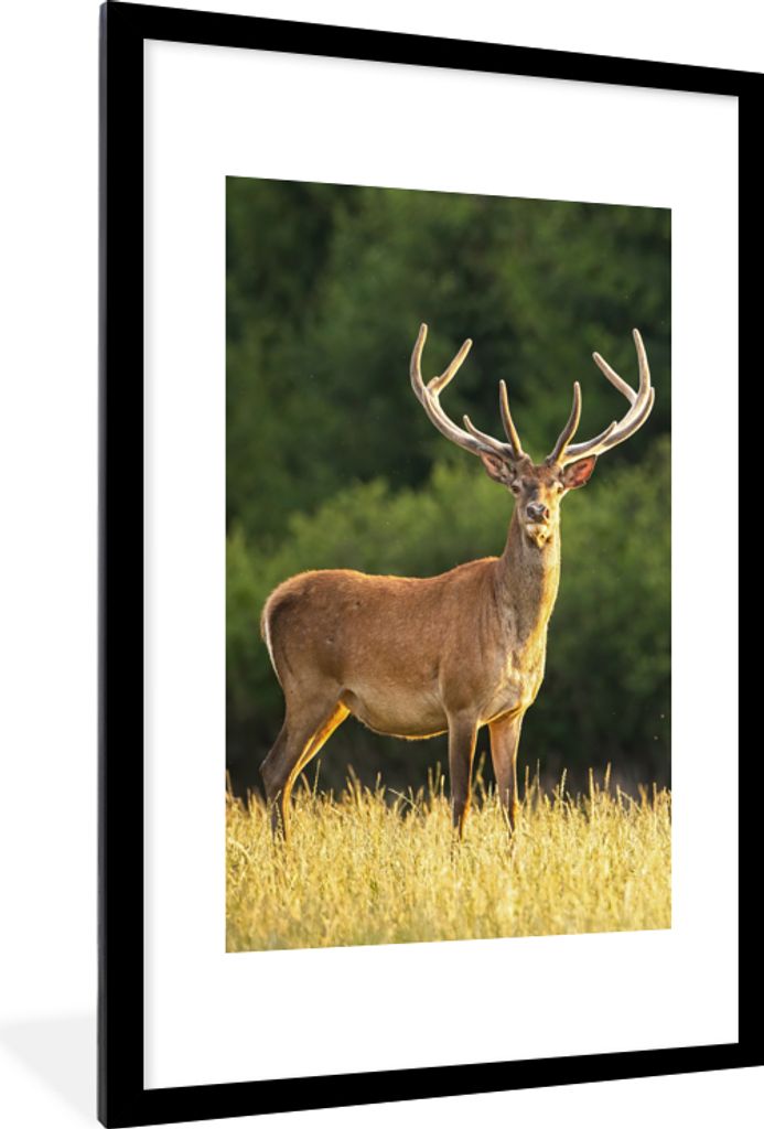 MuchoWow Gerahmtes Poster Hirsch - Geweih - Gras - Natur - Tiere - Grün 60x90 cm - Poster mit Schwarzem Bilderrahmen Wandposter Rahmen Foto Bild...