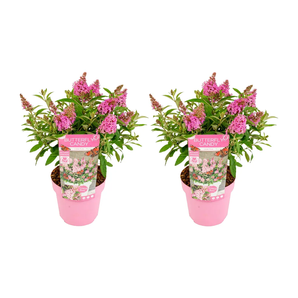 Buddleja Butterfly Little Pink Rustique - Lot de 2 Arbustes de 40 cm