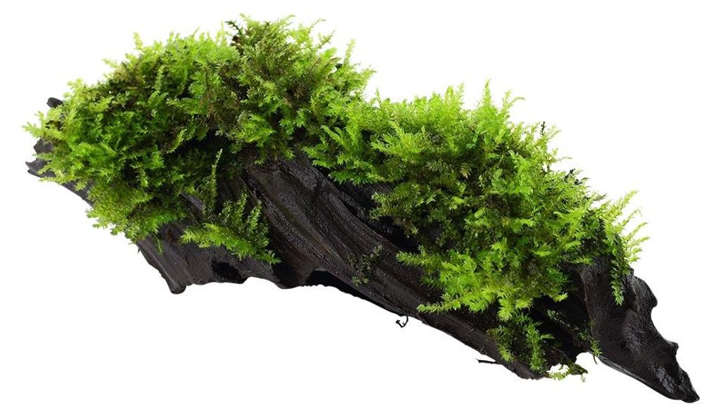 Aquarium Pflanze Vesicularia montagnei Christmas auf Wurzel Produktbild 