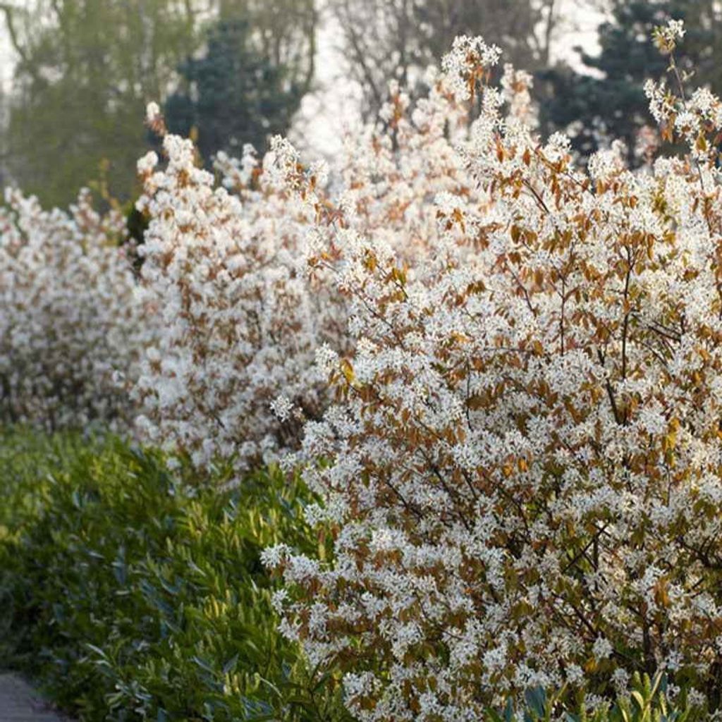 Bakker.com - Kupfer-Felsenbirne, Der topf / Ø 9cm / Lieferhöhe 20-25cm