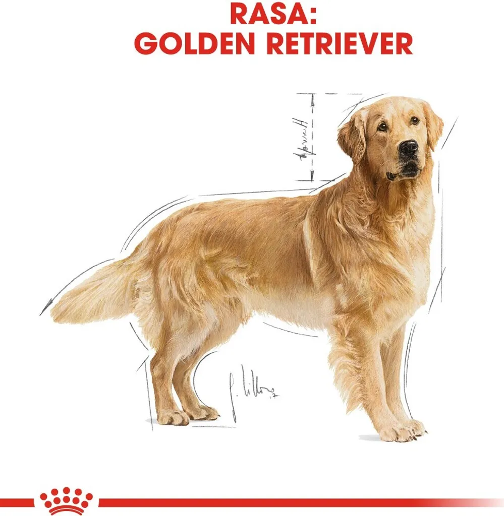 Recensione Royal Canin Golden Retriever Adulti 12 kg | Nutrizione Top - 7