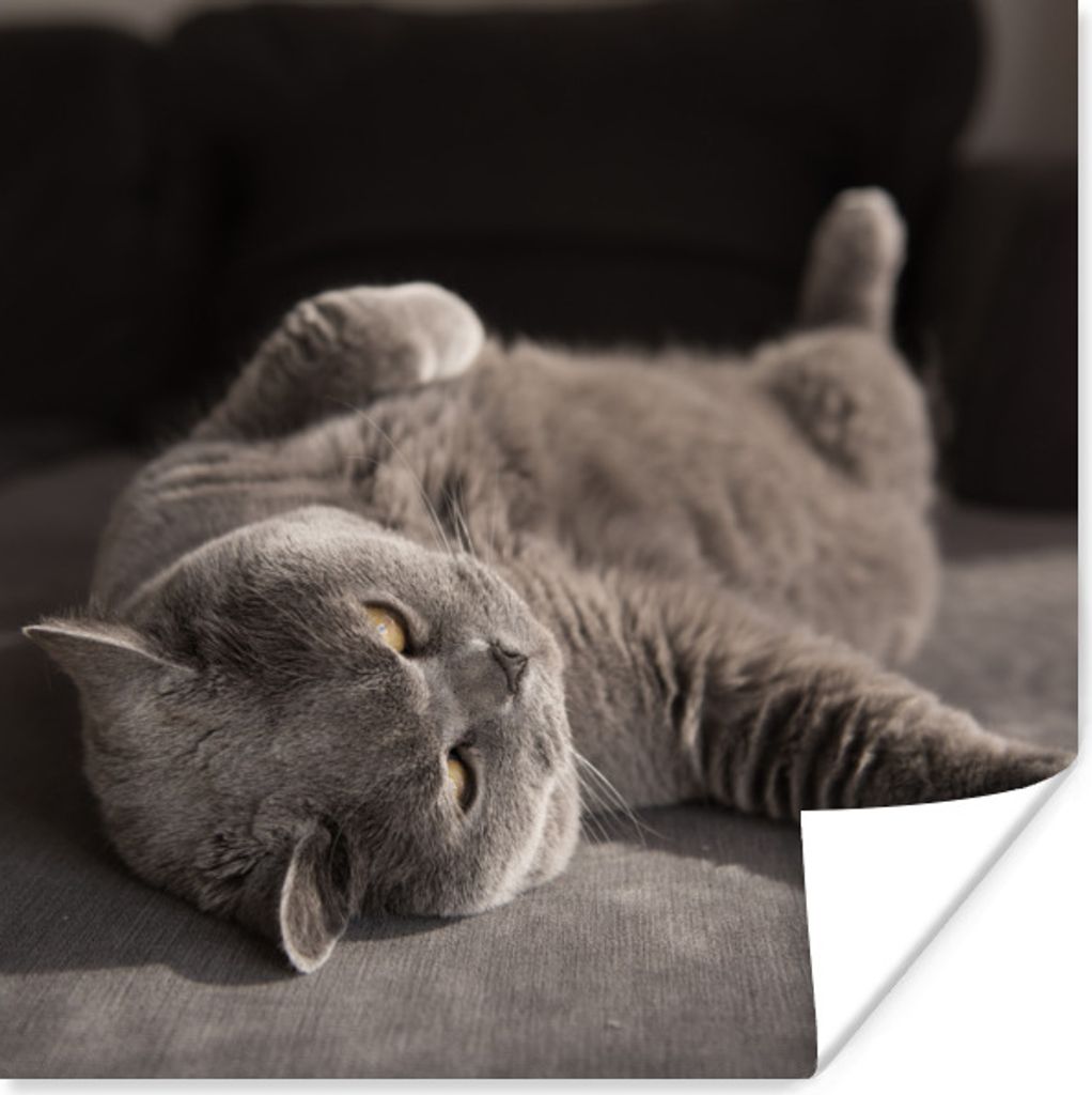 MuchoWow Poster Tier - Katze - Grau 30x30 cm - Wandposter - Printing