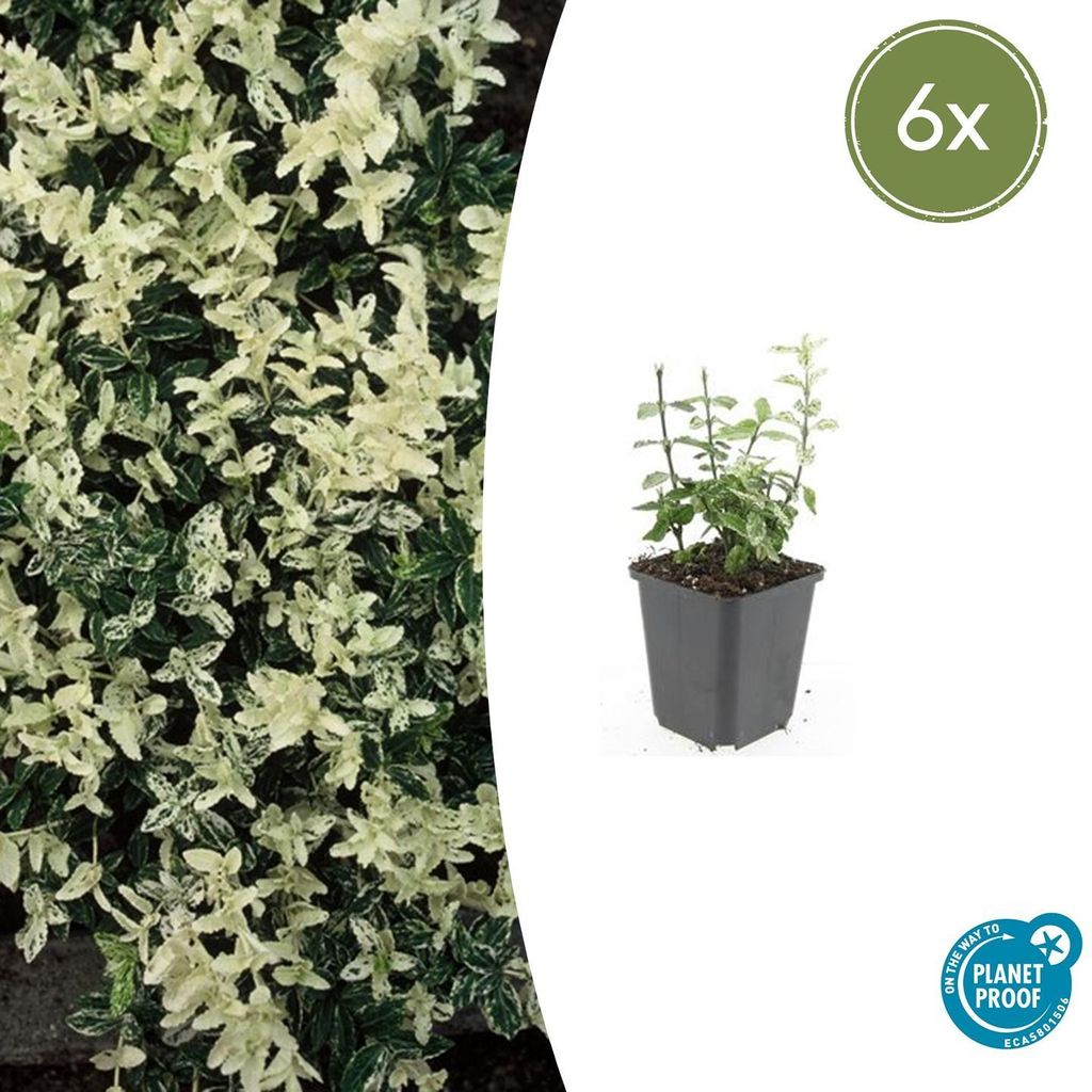 Bodendecker - Kriechspindel - Euonymus fortunei 'Harlequin' - 9cm Topf - Set mit 6 Pflanzen