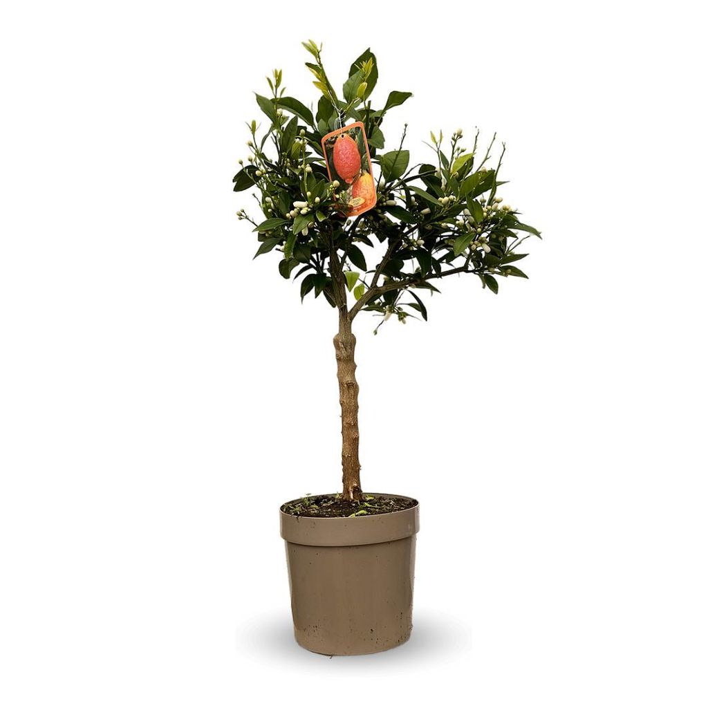 Citronnier rosso - agrume méditerranéen - arbre fruitier - Image du produit 