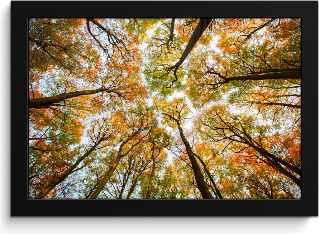 MuchoWow MuchoWow Gerahmtes Poster Wald - Bäume - Herbst 30x20 cm - Poster mit zchwarzem Bilderrahmen - Kunstdruck - Bild-Poster