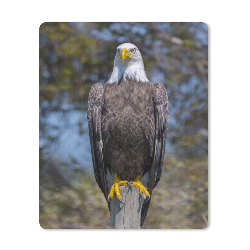 MuchoWow Mauspad Mousepad Ein Weißkopfseeadler sitzt auf einem Holzpfahl 30x40 cm - Mousepads - Maus Mat - Pad - Mausunterlage - Mausmatten